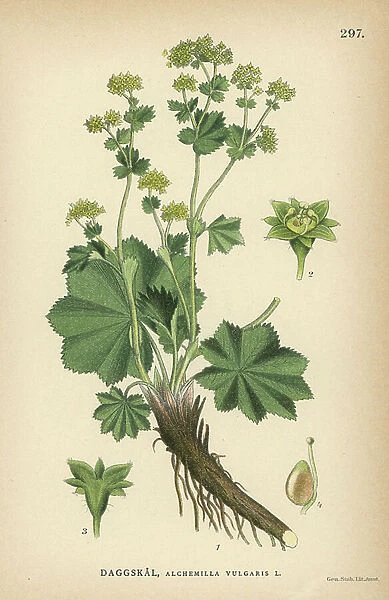 Lady's mantle, Alchemilla vulgaris