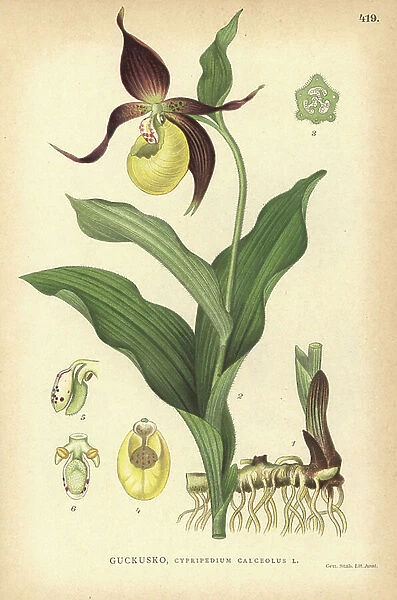 Lady's slipper orchid, Cypripedium calceolus