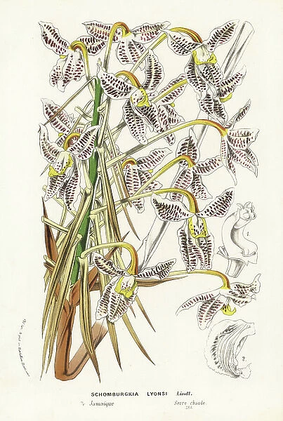 Laelia lyonsii orchid (Schomburgkia lyonsi). Handcoloured lithograph from Louis van Houtte and Charles Lemaire's Flowers of the Gardens and Hothouses of Europe, Flore des Serres et des Jardins de l'Europe, Ghent, Belgium, 1874