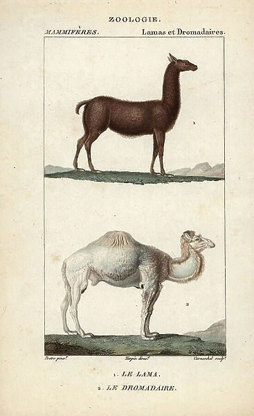Lama and dromedary - Eau forte by Jean Gabriel Pretre (1780-1845), engraved by Carnonkel, for the dictionary of natural sciences: mammals by Frederic Cuvier, edited by Pierre Jean Francois Turpin (1775-1840), published by F.G.Levrault, a Paris, 1816