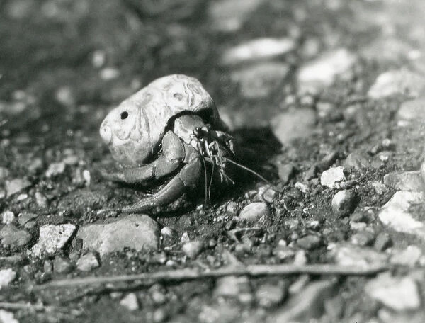 A Land Hermit Crab, London Zoo, 1930 (b  /  w photo)
