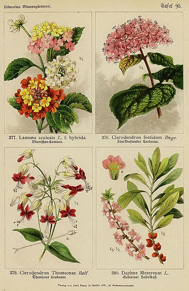 Lantana Aculeata, Clerodendron Foetidum, Clerodendron Thomsonae, Daphne Mezereum (colour litho)