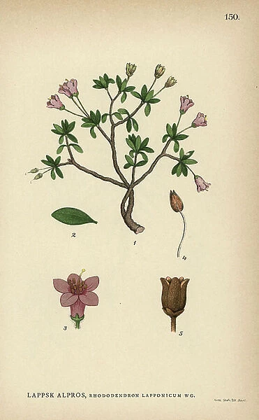 Lapland rosebay, Rhododendron lapponicum