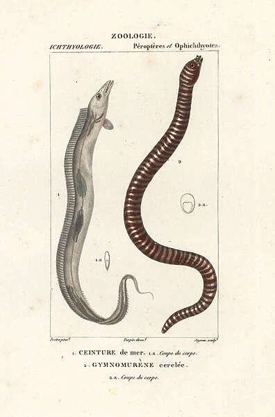Largehead hairtail 1 and zebra moray eel 2