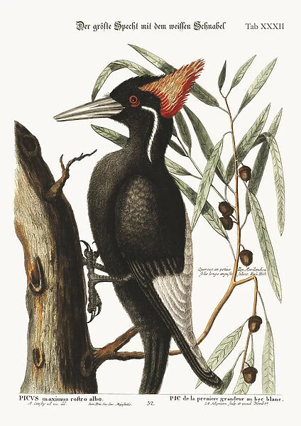 The largest white-bill Woodpecker, 1749-73 (coloured engraving)