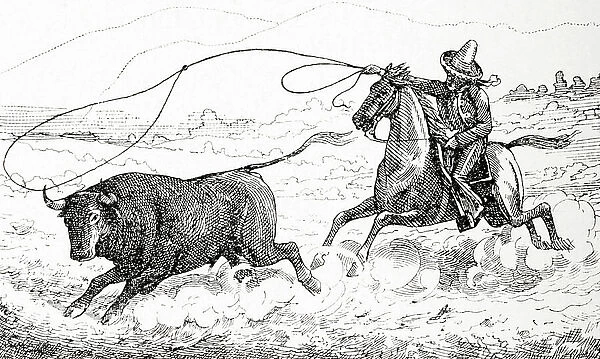 Lassoing a bull in south America in the 19th century
