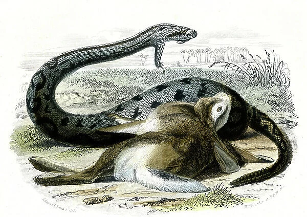 Le Boiquira (Crotalus Boiquira) - Plate from Natural History by Bernard Germain de Lacepede (1856-1925), edition P.Furme, Paris, 1857