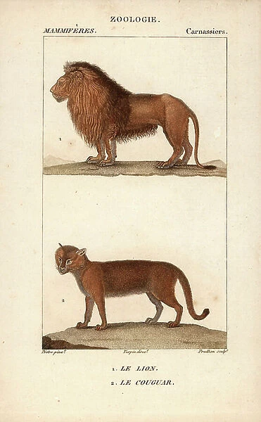Le Lion et le cougar - Eau forte by Jean Gabriel Pretre (1780-1845), engraved by Carnonkel, for the dictionary of natural sciences: mammals by Frederic Cuvier, edited by Pierre Jean Francois Turpin (1775-1840), published by F.G.Levrault, in Paris