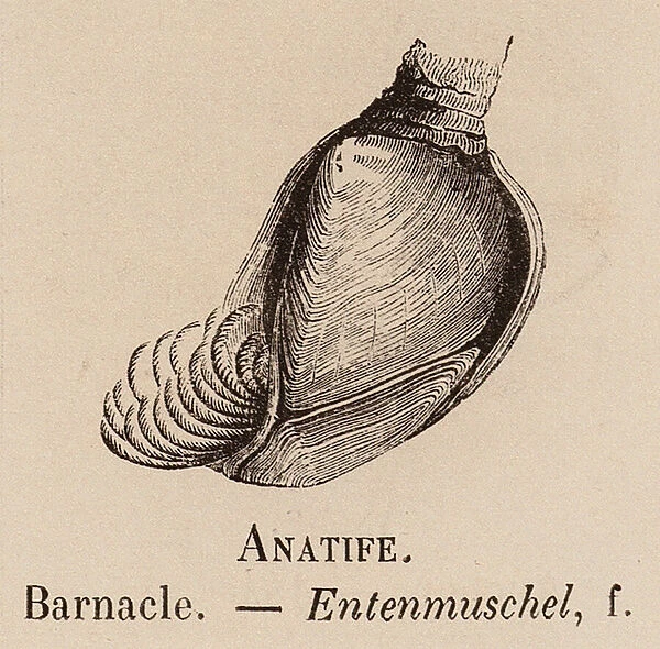 Le Vocabulaire Illustre: Anatife; Barnacle; Entenmuschel (engraving)