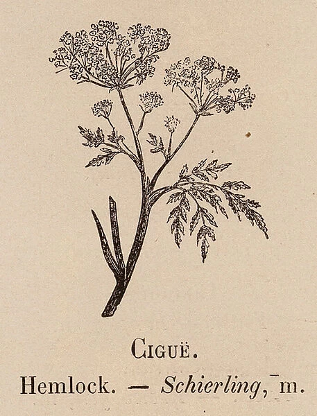 Le Vocabulaire Illustre: Cigue; Hemlock; Schierling (engraving)