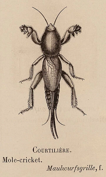 Le Vocabulaire Illustre: Courtiliere; Mole-cricket; Maulwurfsgrille (engraving)