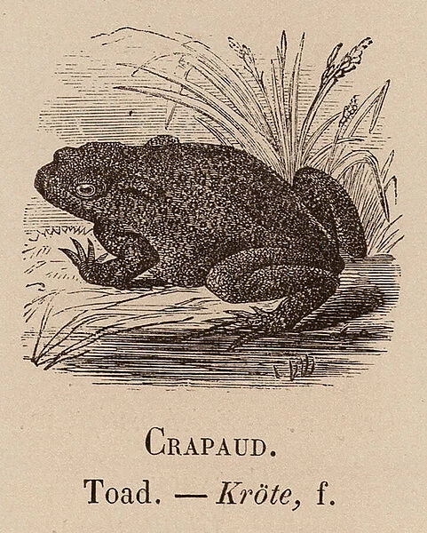 Le Vocabulaire Illustre: Crapaud; Toad; Krote (engraving)