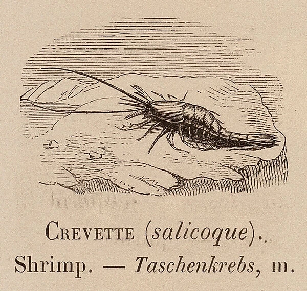 Le Vocabulaire Illustre: Crevette (salicoque); Shrimp; Taschenkrebs (engraving)