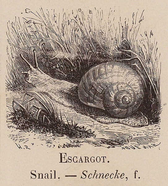 Le Vocabulaire Illustre: Escargot; Snail; Schnecke (engraving)