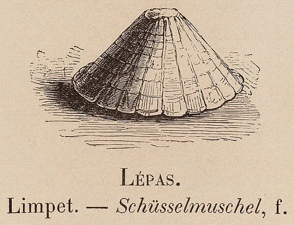 Le Vocabulaire Illustre: Lepas; Limpet; Schusselmuschel (engraving)