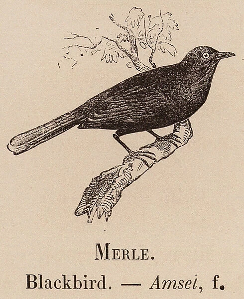 Le Vocabulaire Illustre: Merle; Blackbird; Amsei (engraving)