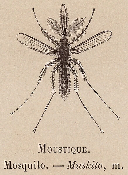 Le Vocabulaire Illustre: Moustique; Mosquito; Muskito (engraving)