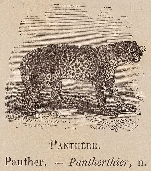 Le Vocabulaire Illustre: Panthere; Panther; Pantherthier (engraving)