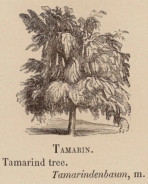Le Vocabulaire Illustre: Tamarin; Tamarind tree; Tamarindenbaum (engraving)