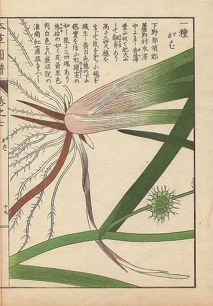 Leaves, roots and seeds of bur-reed, Sparganium racemosum Huds
