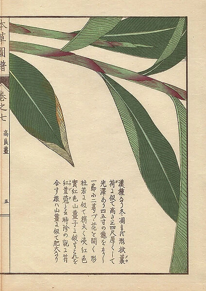 Leaves and stems of galanga, Alpinia kumatake Mak