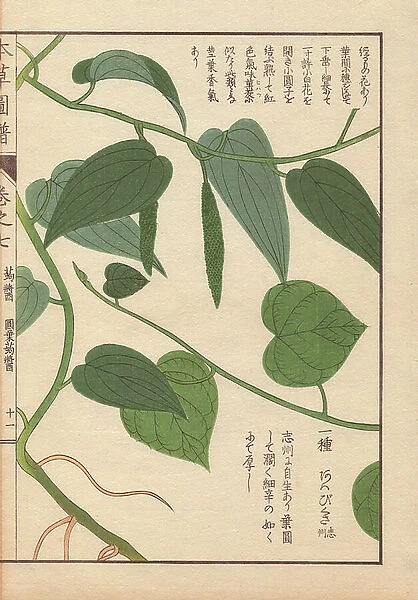 Leaves and stems of Japanese pepper