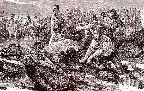 The leech ingest the blood, 1880 (engraving)