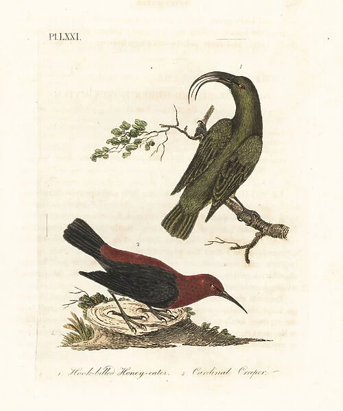 Lesser akialoa, Hemignathus obscurus (extinct) and cardinal myzomela, Myzomela cardinalis