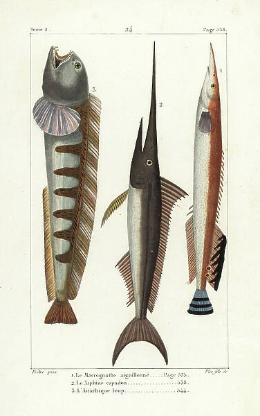 Lesser spiny eel, Macrognathus aculeatus, swordfish, Xiphias gladius, and wolf-fish, Anarhichas lupus. Handcoloured copperplate engraving by Pee Jr. after an illustration by Jean-Gabriel Pretre from Bernard Germain de Lacepede's Natural History of