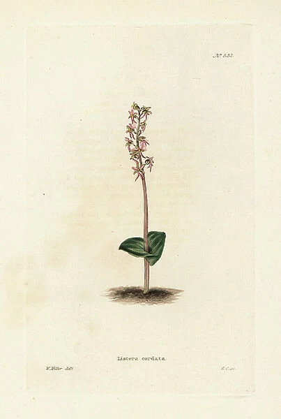 Lesser twayblade orchid, Neottia cordata (Listera cordata). Handcoloured copperplate engraving by George Cooke after an illustration by William Miller from Conrad Loddiges Botanical Cabinet, Hackney, London, 1821