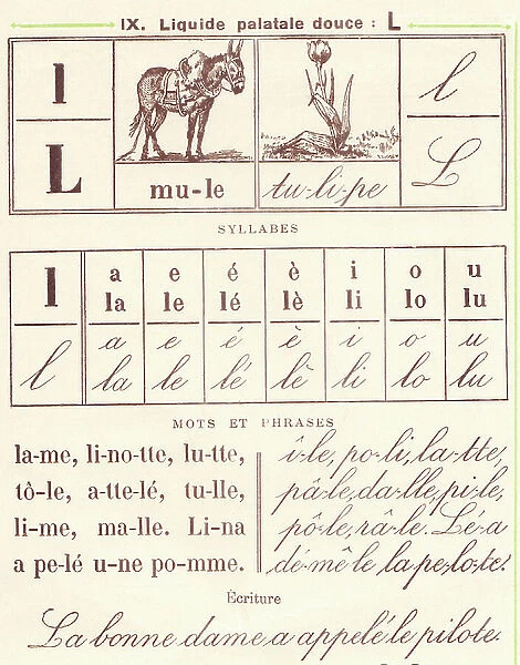 Lesson L: mule, tulip, 1908 (photo)