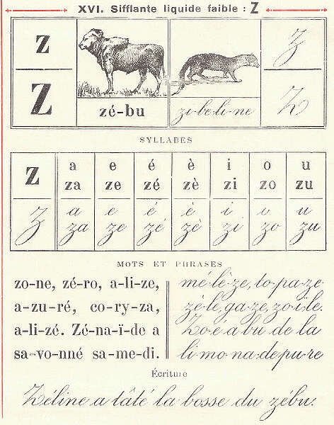 Lesson Z: zebu, sable, 1908 (photo)