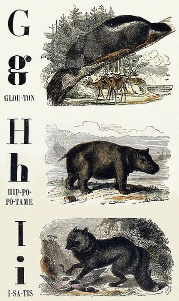 Letters G, H, I: Glutton, Hippotamus, Isatis - Engraving in ' Le livre d'images, Nouveau alphabet ou Alphabet pour petits garcons', 19th century (engraving)