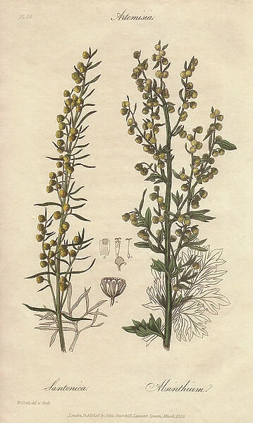 Levant wormseed, Artemisia cina, and ground wormwood, Artemisia absinthium