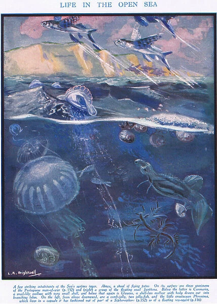 Life in the Open Sea, illustration from The Science of Life (colour litho)