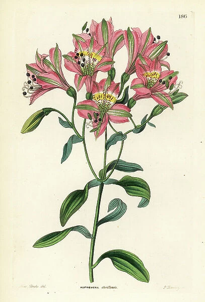 Lily of the Incas, lily of Peru - Chorillos alstroemeria, Alstroemeria chorillensis. Handcoloured copperplate engraving by G. Barclay after Miss Sarah Drake from John Lindley and Robert Sweet's Ornamental Flower Garden and Shrubbery, G