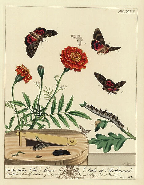 Lime-speck pug, Eupithecia centaureata, on a French marigold, Tagetes patula, and light crimson underwing, Catocala promissa, on an oak branch, Quercus robur