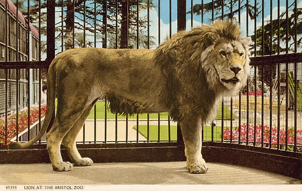Lion at Bristol Zoo (photo)
