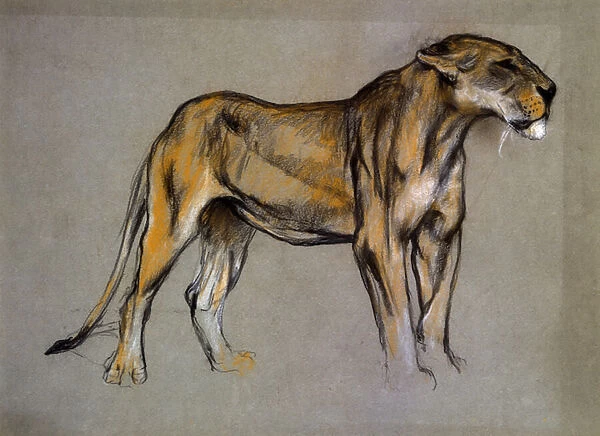 A Lioness, c. 1900 (pastel on grey paper)