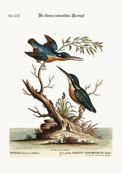 The little Indian Kingfishers, 1749-73 (coloured engraving)