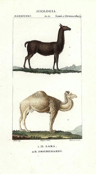 llama, Lama glama, and dromedary camel, Camelus dromedarius
