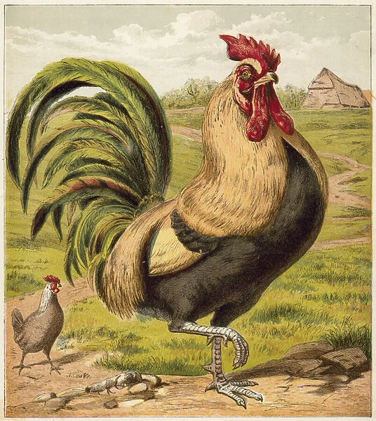 Cock. LLM462154 Cock by English School, (19th century); Private Collection; (add.info.