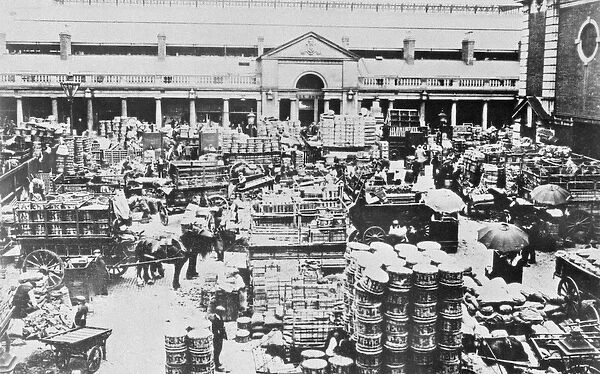 Loading Fruit at Covent Garden Market, 1900 (b  /  w photo)