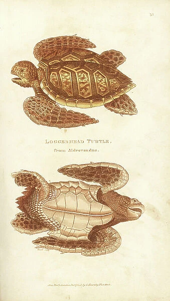 Loggerhead sea turtle, Caretta caretta (loggerhead turtle, Testudo caretta). Endangered. Inaccurate drawing by Aldrovandus. Handcoloured copperplate engraving by Heath after an illustration by George Shaw from his General Zoology, Amphibia, London
