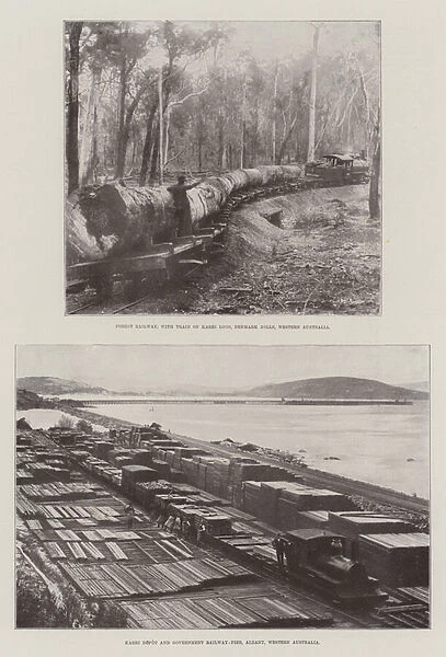 Logging in Australia (b  /  w photo)