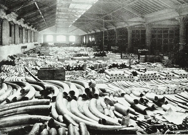 London Docks: ivory warehouse, 1895 (b  /  w photo)