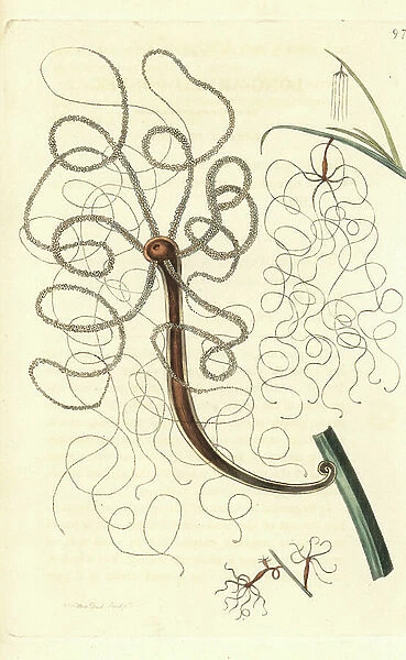 Long-armed polyp, Hydra longimana (Hydra vulgaris?). Illustration drawn and engraved by Richard Polydore Nodder. Handcoloured copperplate engraving from George Shaw and Frederick Nodder's ' The Naturalist's Miscellany, ' London, 1810