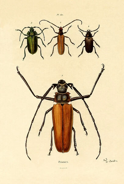Long-horned Beetles, 1833-39 (coloured engraving)