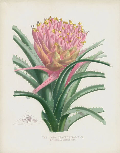 The Long-Leaved Bromelia, Bromelia Longifolia (chromolitho)