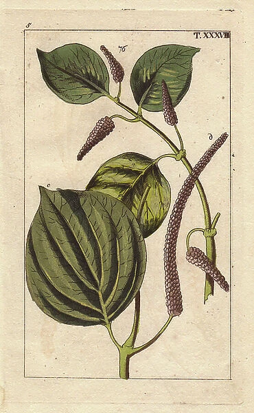 Long pepper seeds, peppercorn, leaves, Piper longum